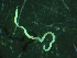  ( - ZMBN_155288)  @11 [ ] Creative Commons BY NC SA (2024) University of Bergen Natural History Collections