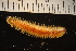  ( - ZMBN_161039)  @11 [ ] Creative Commons BY NC SA (2024) University of Bergen Natural History Collections