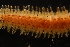  ( - ZMBN_161039)  @11 [ ] Creative Commons BY NC SA (2024) University of Bergen Natural History Collections