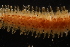  ( - ZMBN_161039)  @11 [ ] Creative Commons BY NC SA (2024) University of Bergen Natural History Collections