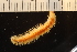  ( - ZMBN_161039)  @11 [ ] Creative Commons BY NC SA (2024) University of Bergen Natural History Collections