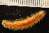  ( - ZMBN_161039)  @11 [ ] Creative Commons BY NC SA (2024) University of Bergen Natural History Collections