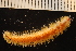  ( - ZMBN_161039)  @11 [ ] Creative Commons BY NC SA (2024) University of Bergen Natural History Collections