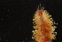  ( - ZMBN_161039)  @11 [ ] Creative Commons BY NC SA (2024) University of Bergen Natural History Collections
