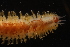  ( - ZMBN_161039)  @11 [ ] Creative Commons BY NC SA (2024) University of Bergen Natural History Collections