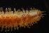  ( - ZMBN_161039)  @11 [ ] Creative Commons BY NC SA (2024) University of Bergen Natural History Collections