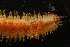  ( - ZMBN_161039)  @11 [ ] Creative Commons BY NC SA (2024) University of Bergen Natural History Collections