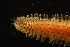  (Harmothoe extenuata - ZMBN_161039)  @11 [ ] Creative Commons BY NC SA (2024) University of Bergen Natural History Collections