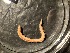  ( - ZMBN_161266)  @11 [ ] Creative Commons BY NC SA (2024) University of Bergen Natural History Collections