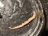  ( - ZMBN_161266)  @11 [ ] Creative Commons BY NC SA (2024) University of Bergen Natural History Collections