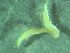  ( - ZMBN_161580)  @11 [ ] Creative Commons BY NC SA (2025) University of Bergen Natural History Collections