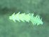  ( - ZMBN_161582)  @11 [ ] Creative Commons BY NC SA (2025) University of Bergen Natural History Collections
