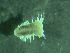  ( - ZMBN_172871)  @11 [ ] Creative Commons BY NC SA (2025) University of Bergen Natural History Collections