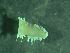  ( - ZMBN_172871)  @11 [ ] Creative Commons BY NC SA (2025) University of Bergen Natural History Collections