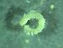  ( - ZMBN_172882)  @11 [ ] Creative Commons BY NC SA (2025) University of Bergen Natural History Collections