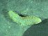  ( - ZMBN_172886)  @11 [ ] Creative Commons BY NC SA (2025) University of Bergen Natural History Collections
