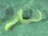  ( - ZMBN_172903)  @11 [ ] Creative Commons BY NC SA (2025) University of Bergen Natural History Collections