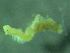  ( - ZMBN_172927)  @11 [ ] Creative Commons BY NC SA (2025) University of Bergen Natural History Collections