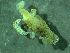  ( - ZMBN_172929)  @11 [ ] Creative Commons BY NC SA (2025) University of Bergen Natural History Collections