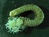  ( - ZMBN_173057)  @11 [ ] Creative Commons BY NC SA (2025) University of Bergen Natural History Collections