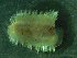 ( - ZMBN_173062)  @11 [ ] Creative Commons BY NC SA (2025) University of Bergen Natural History Collections