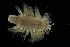  ( - ZMBN_173067)  @11 [ ] Creative Commons BY NC SA (2025) University of Bergen Natural History Collections