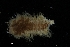  ( - ZMBN_173068)  @11 [ ] Creative Commons BY NC SA (2025) University of Bergen Natural History Collections