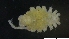  (Haplomunnidae - DSB_11192)  @11 [ ] Unspecified (default): All Rights Reserved  Unspecified Unspecified