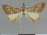  (Gesonia elongalis - CCDB-08662-A07)  @11 [ ] CreativeCommons - Attribution Non-Commercial Share-Alike (2014) Museum national d'Histoire naturelle  Muséum national d'Histoire naturelle