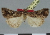  ( - CCDB-08662-A10)  @11 [ ] CreativeCommons - Attribution Non-Commercial Share-Alike (2014) Museum national d'Histoire naturelle  Muséum national d'Histoire naturelle