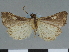  (Deinypena biplagalis - CCDB-08662-A10)  @11 [ ] CreativeCommons - Attribution Non-Commercial Share-Alike (2014) Museum national d'Histoire naturelle  Muséum national d'Histoire naturelle