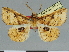  (Egnasia berioi - CCDB-08662-B06)  @11 [ ] CreativeCommons - Attribution Non-Commercial Share-Alike (2014) Museum national d'Histoire naturelle  Muséum national d'Histoire naturelle