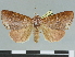  (Diadocis remyi - CCDB-08662-B10)  @11 [ ] CreativeCommons - Attribution Non-Commercial Share-Alike (2014) Museum national d'Histoire naturelle  Muséum national d'Histoire naturelle