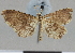  ( - CCDB-08662-C03)  @11 [ ] CreativeCommons - Attribution Non-Commercial Share-Alike (2014) Museum national d'Histoire naturelle  Muséum national d'Histoire naturelle