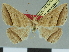  (Gesonia silvestralis - CCDB-08662-C04)  @11 [ ] CreativeCommons - Attribution Non-Commercial Share-Alike (2014) Museum national d'Histoire naturelle  Muséum national d'Histoire naturelle