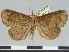  ( - CCDB-08662-C07)  @11 [ ] CreativeCommons - Attribution Non-Commercial Share-Alike (2014) Museum national d'Histoire naturelle  Muséum national d'Histoire naturelle