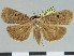  (Avitta bryonota - CCDB-08662-C08)  @11 [ ] CreativeCommons - Attribution Non-Commercial Share-Alike (2014) Museum national d'Histoire naturelle  Muséum national d'Histoire naturelle