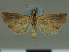  ( - CCDB-08662-C09)  @11 [ ] CreativeCommons - Attribution Non-Commercial Share-Alike (2014) Museum national d'Histoire naturelle  Muséum national d'Histoire naturelle