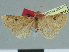  (Macrochilo iteinalis - CCDB-08662-D12)  @11 [ ] CreativeCommons - Attribution Non-Commercial Share-Alike (2014) Museum national d'Histoire naturelle  Muséum national d'Histoire naturelle