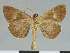  (Oglasa aldabrana - CCDB-08662-E01)  @11 [ ] CreativeCommons - Attribution Non-Commercial Share-Alike (2014) Museum national d'Histoire naturelle  Muséum national d'Histoire naturelle