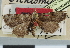  (Dichromia isoplocalis - CCDB-08662-E07)  @11 [ ] CreativeCommons - Attribution Non-Commercial Share-Alike (2014) Museum national d'Histoire naturelle  Muséum national d'Histoire naturelle