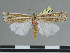  (Ancylolomia jacquelinae - CCDB-09453-D02)  @11 [ ] CreativeCommons - Attribution Non-Commercial Share-Alike (2014) Museum national d'Histoire naturelle  Muséum national d'Histoire naturelle