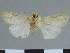  (Mythimna johannipetri - CCDB-09453-F03)  @11 [ ] CreativeCommons - Attribution Non-Commercial Share-Alike (2014) Museum national d'Histoire naturelle  Muséum national d'Histoire naturelle