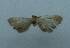  (Hypenodes orientalis - BC-DB-0001)  @11 [ ] CreativeCommons - Attribution (2021) Unspecified Research Collection of David Bator