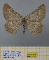  (Sciadia unicoloraria - BC-MNHN0737)  @11 [ ] cc (2021) Peder Skou Research collection of Peder Skou