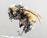  (Bombus kirbeillus - DRP07283)  @11 [ ] CreativeCommons - Attribution Non-Commercial Share-Alike  Unspecified Unspecified