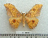  ( - BC-MN0008)  @11 [ ] Copyright (2010) M. Newport Research Collection of Mike Newport