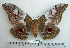  (Gonimbrasia macrothyris - BC-MN0032)  @15 [ ] Copyright (2010) M. Newport Research Collection of Mike Newport