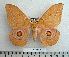  (Gonimbrasia kafubuensis - BC-MN0037)  @15 [ ] Copyright (2010) M. Newport Research Collection of Mike Newport