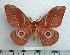  ( - BC-MN0043)  @15 [ ] Copyright (2010) M. Newport Research Collection of Mike Newport